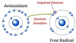 antioxidants donate their own electrons to other molecules
